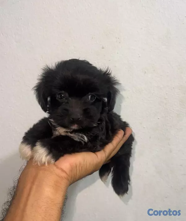animales y mascotas - OFERTA CACHORRO SHIPOO HEMBRA CON PEDIGRI EN UBICA 2