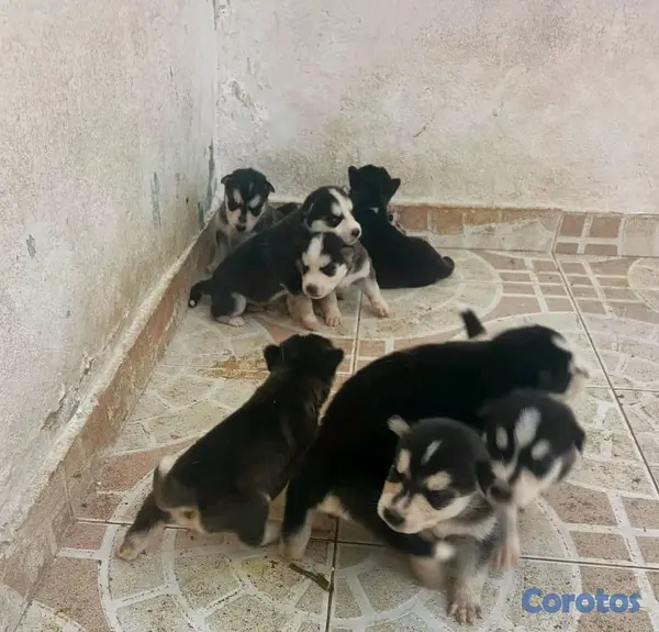 animales y mascotas - Hermosos Husky Siberianos Puros 2