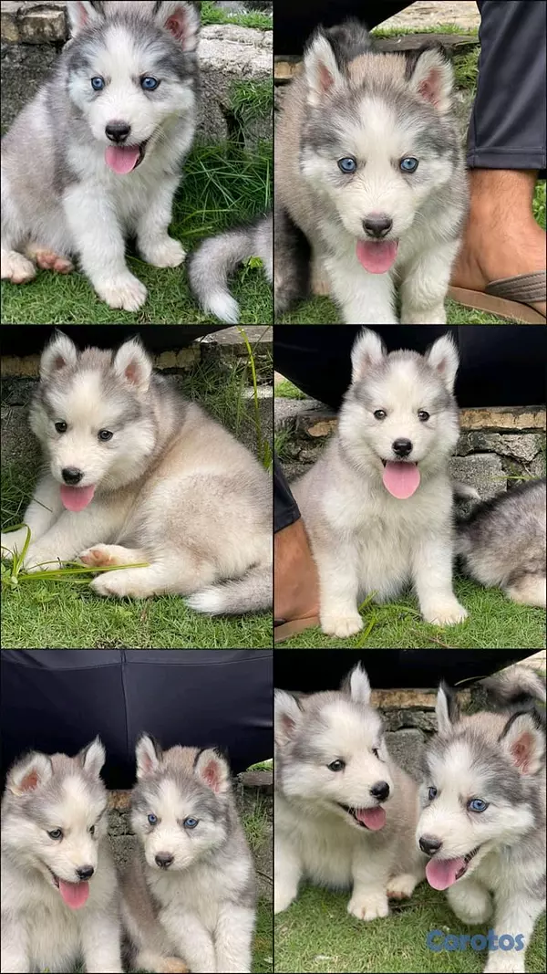 animales y mascotas - hermosos cachorritos de husky silverian  3