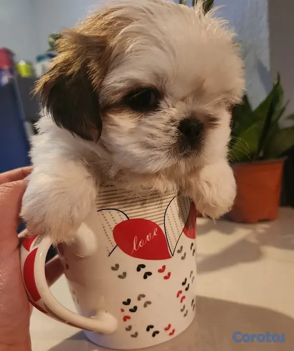 animales y mascotas - Shih tzu mini hembra 2