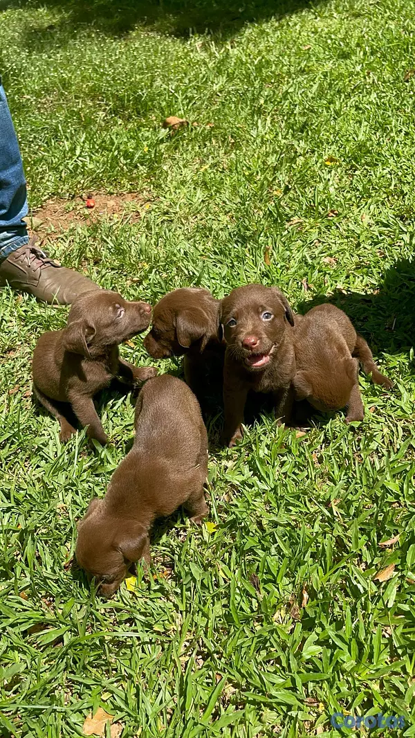 animales y mascotas - hermosos cachoerritos labrador chocolate  5