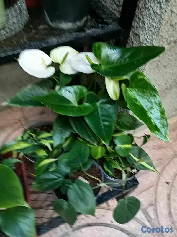 herramientas, jardines y exterior - Plantas ornamentales para ti  2