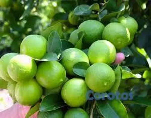 solares y terrenos - Finca en Paraíso natural con Limones  y título 2