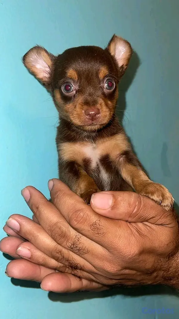 animales y mascotas - hermosos cachorritos de Chihuahua  3