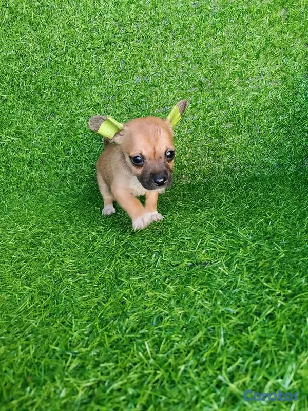 animales y mascotas - hermosos cachorritos de Chihuahua  6