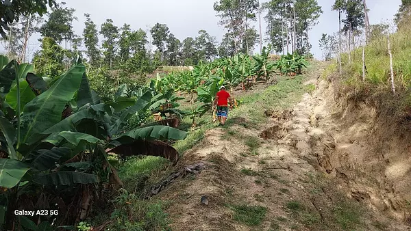 solares y terrenos - Finca en Venta – Jarabacoa, 50 Tareas con Título 2