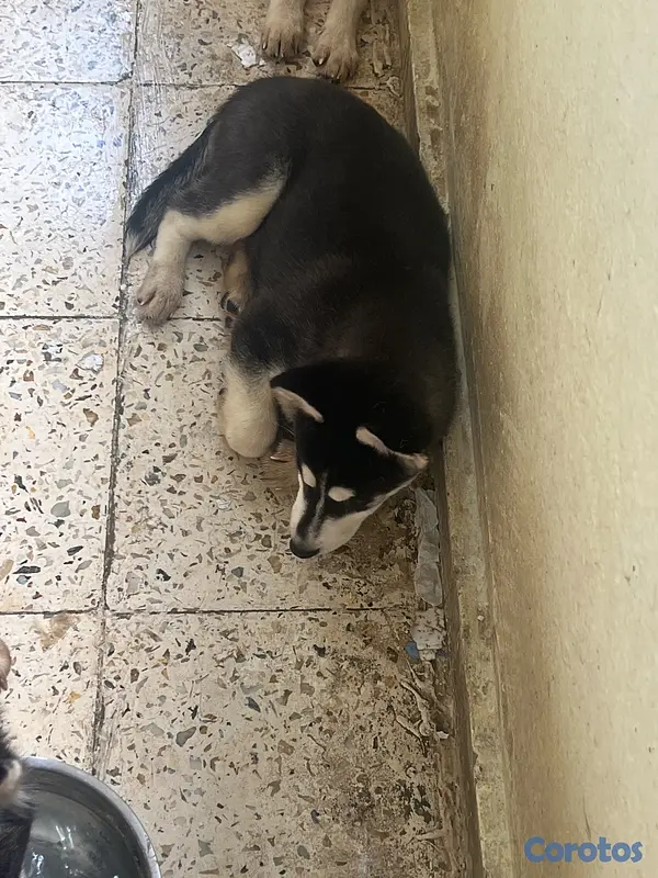 animales y mascotas - cachorros Husky listo para su nuevo hogar  3