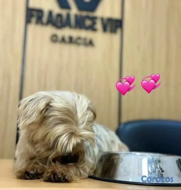 animales y mascotas - 𝗲𝘅𝗰𝗲𝗹𝗲𝗻𝘁𝗲 𝘆𝗼𝗿𝗸𝘆 𝗺𝗮𝗰𝗵𝗼 𝗱𝗲 11 𝗺𝗲𝘀𝗲𝘀 𝗲𝗻 𝗼𝗳𝗲𝗿𝘁𝗮⌛⌛⌛ 2