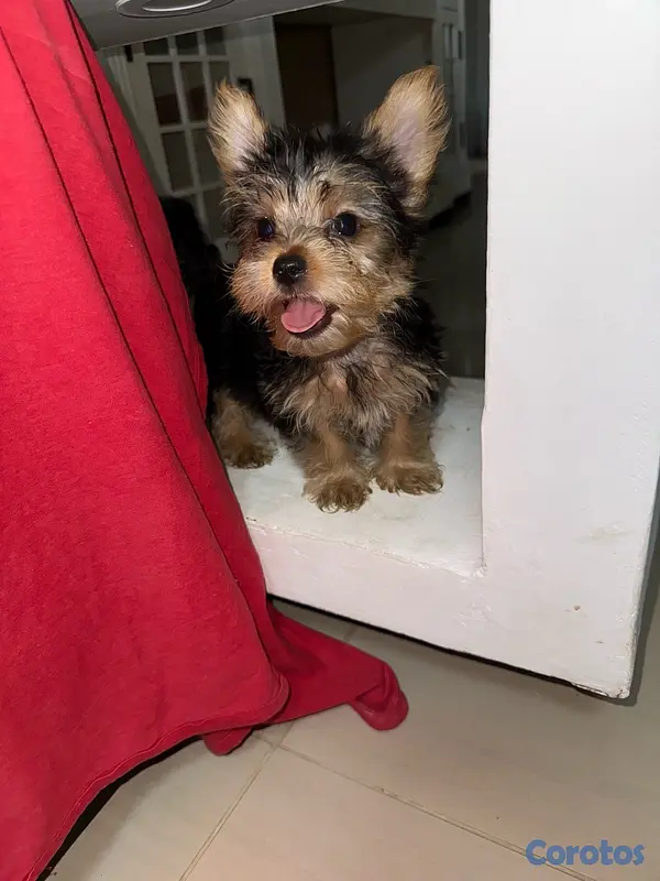 animales y mascotas - Yorkshire Terrier Yorki Yorkie  3