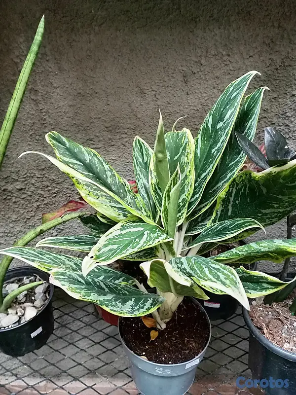 herramientas, jardines y exterior - Plantas ornamentales para ti  5