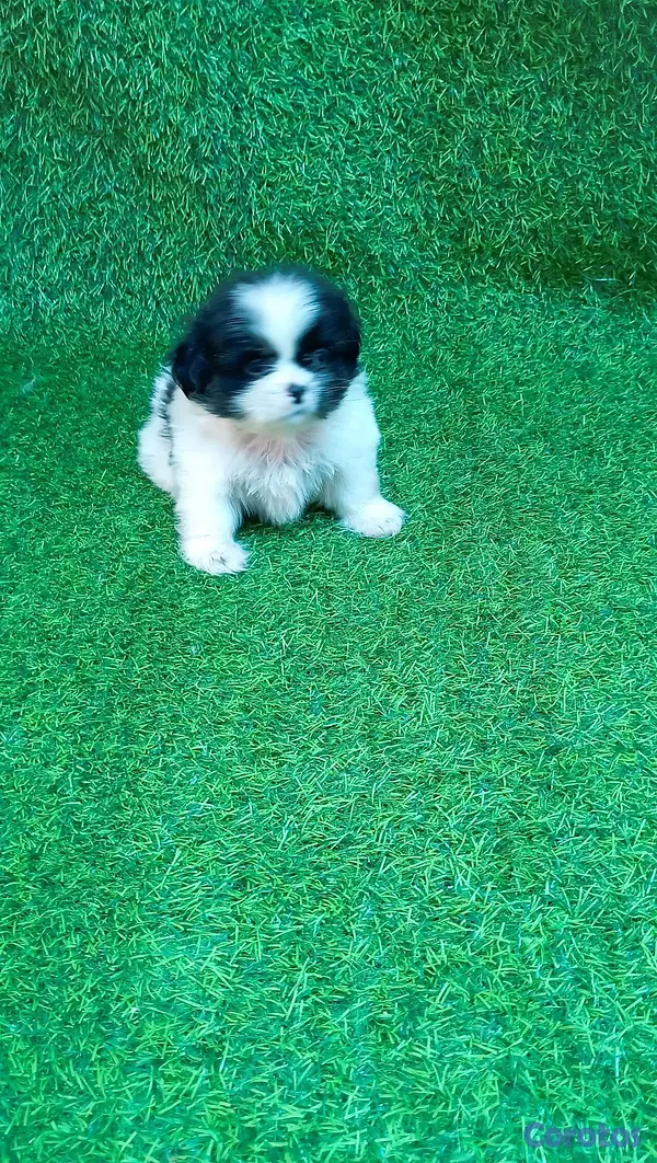 animales y mascotas - excelente cachorros shih tzu macho 4
