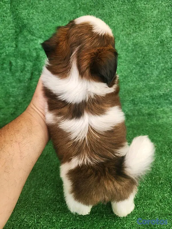 animales y mascotas - hermosos cachorritos shitzu toy  5