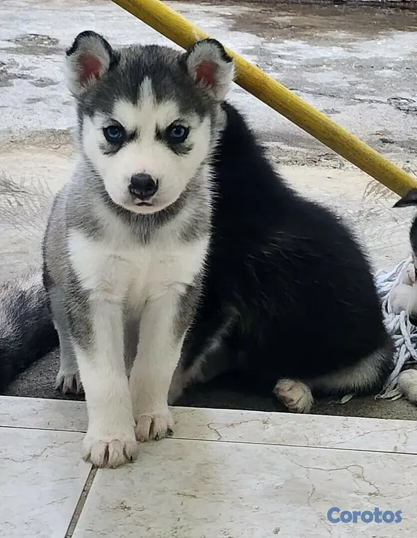 animales y mascotas - Perros Husky Siberiano Macho y hembras 3