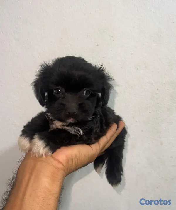 animales y mascotas - OFERTA CACHORRO SHIPOO HEMBRA CON PEDIGRI EN UBICA 1