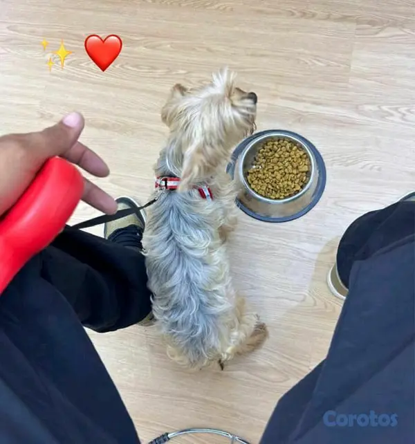 animales y mascotas - 𝗲𝘅𝗰𝗲𝗹𝗲𝗻𝘁𝗲 𝘆𝗼𝗿𝗸𝘆 𝗺𝗮𝗰𝗵𝗼 𝗱𝗲 11 𝗺𝗲𝘀𝗲𝘀 𝗲𝗻 𝗼𝗳𝗲𝗿𝘁𝗮⌛⌛⌛ 3